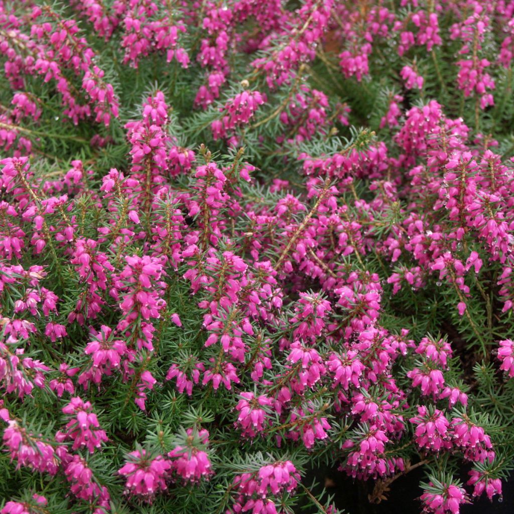 Schnee-Heide Eva - Erica carnea