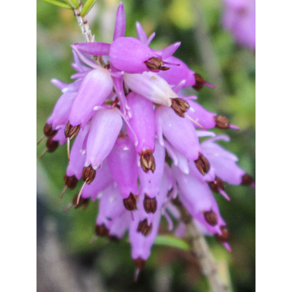 Schnee-Heide Foxhollow - Erica carnea f. aureifolia