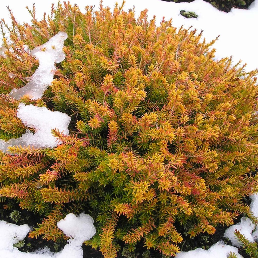 Schnee-Heide Golden Starlet - Erica carnea