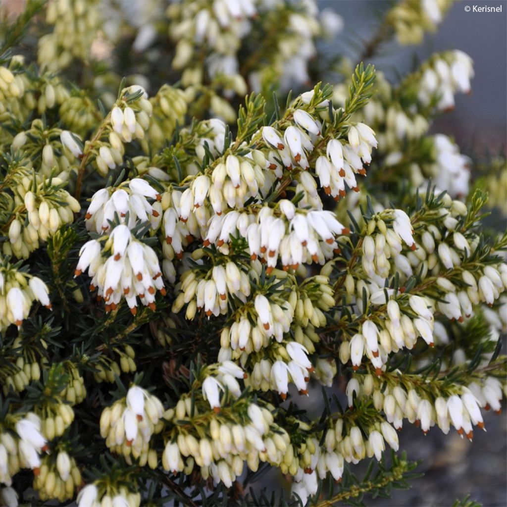 Schnee-Heide Isabell - Erica carnea