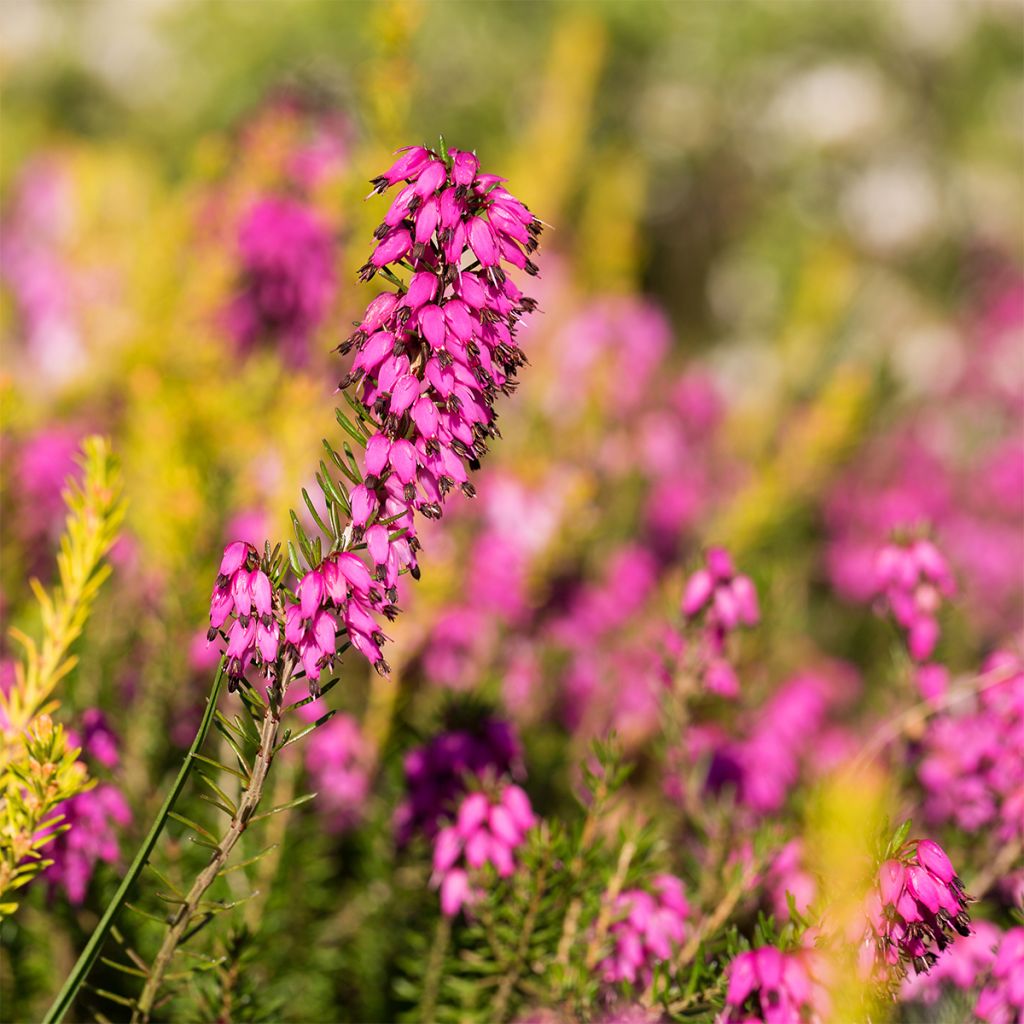 Schnee-Heide Myreton Ruby - Erica carnea