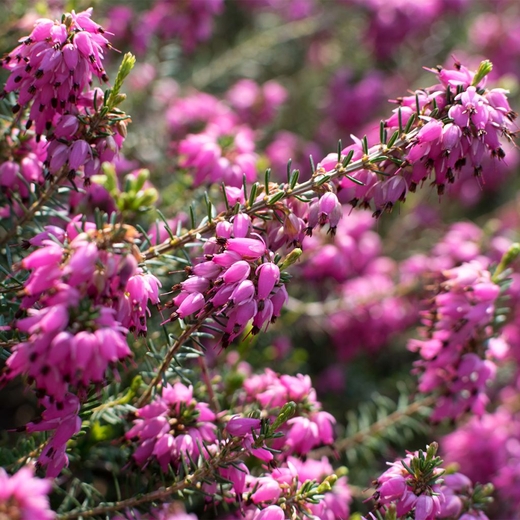 Schnee-Heide Myreton Ruby - Erica carnea