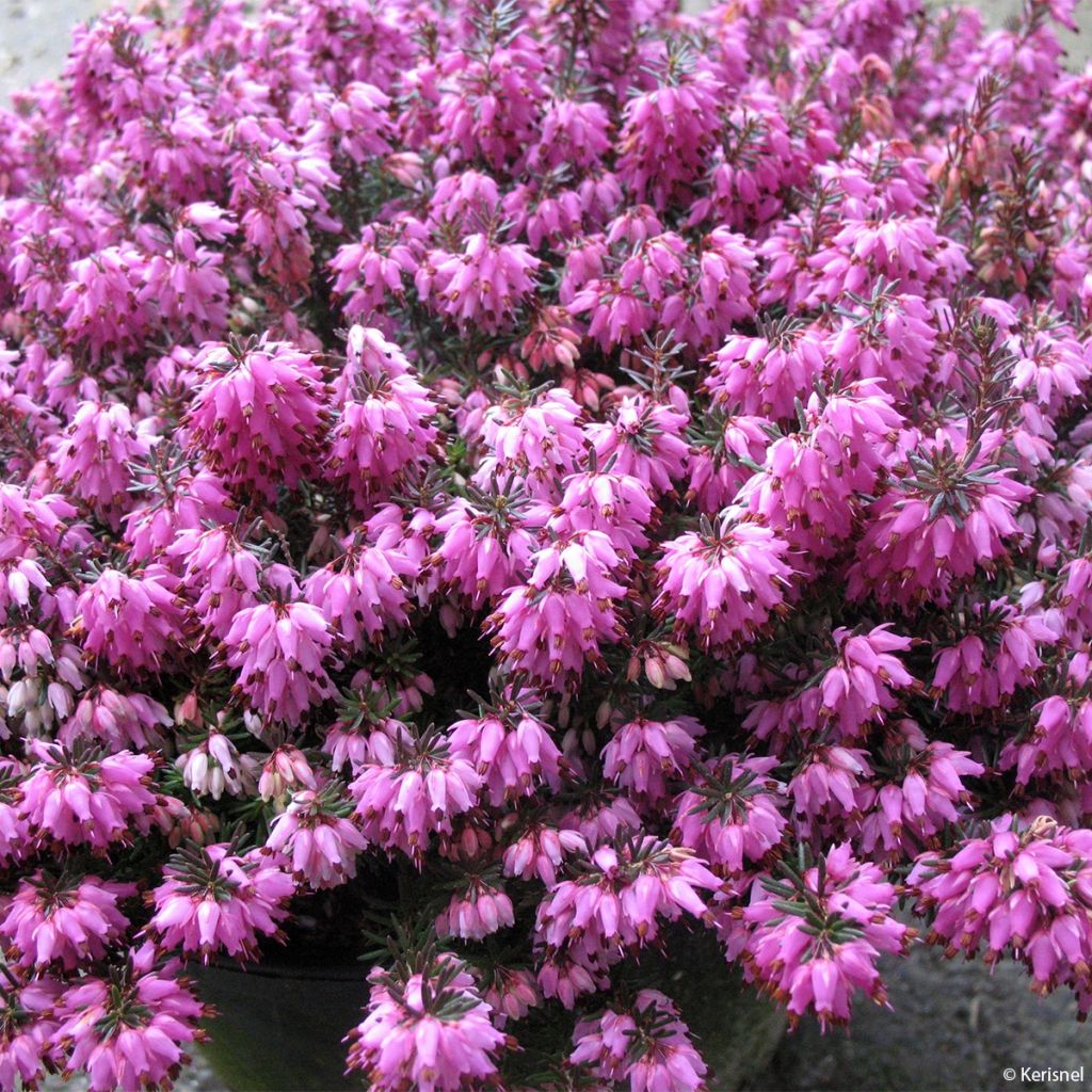 Schnee-Heide Rosalie - Erica carnea