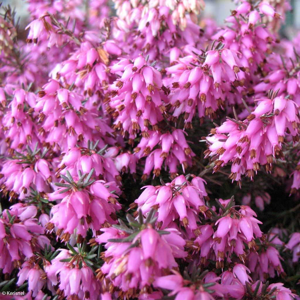 Schnee-Heide Rosalie - Erica carnea