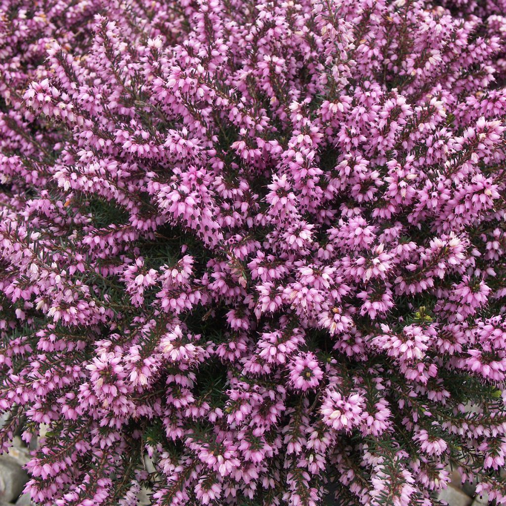 Schnee-Heide Ruby Glow - Erica carnea