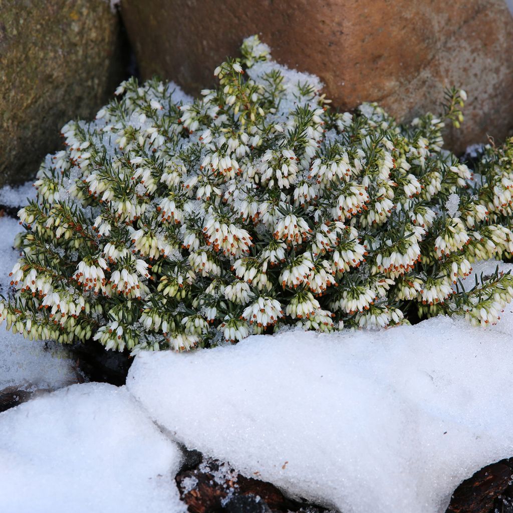 Schnee-Heide Schneekuppe - Erica carnea