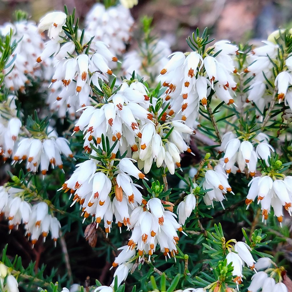 Bruyère des neiges - Erica carnea Snow Queen