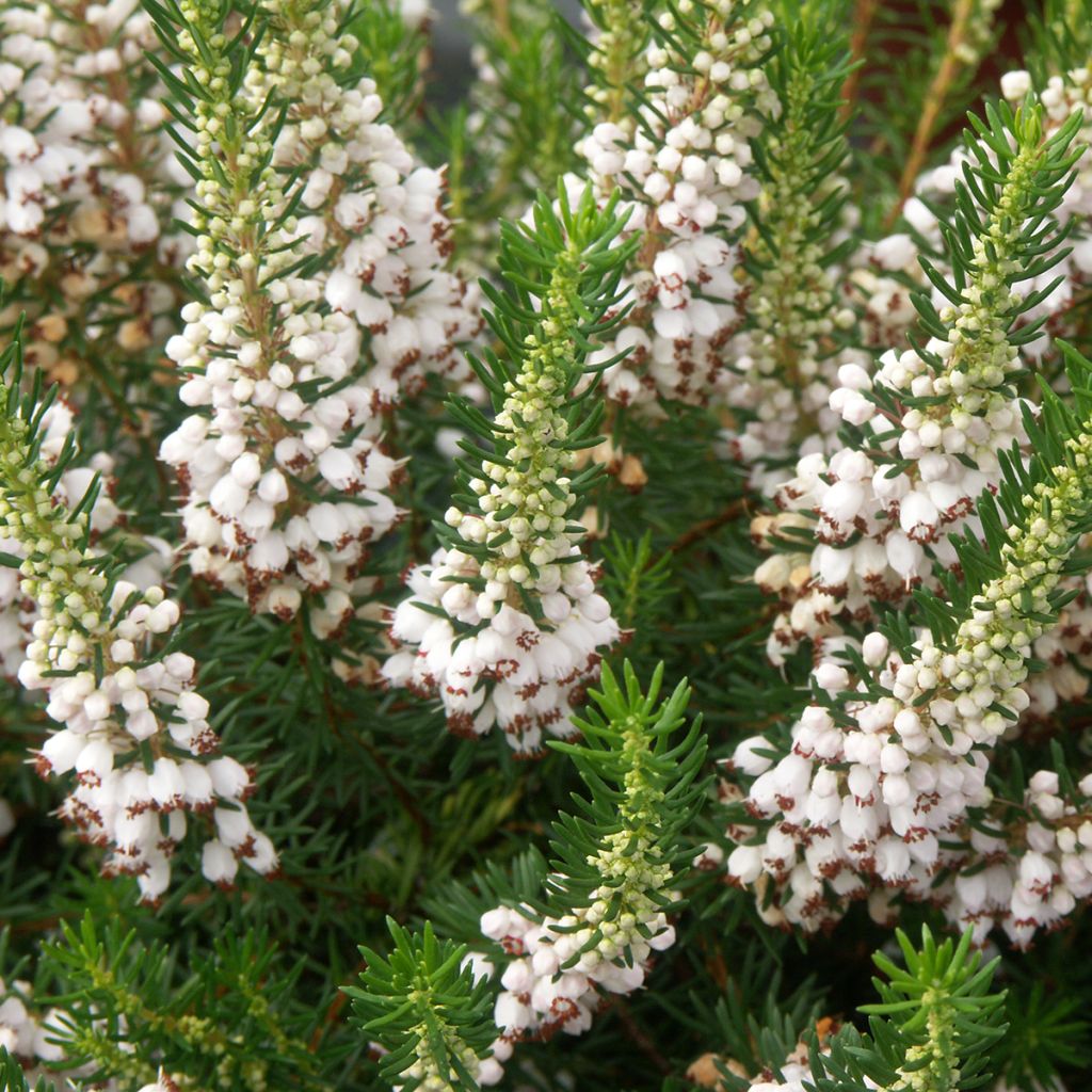 Bruyère vagabonde - Erica vagans White Rocket