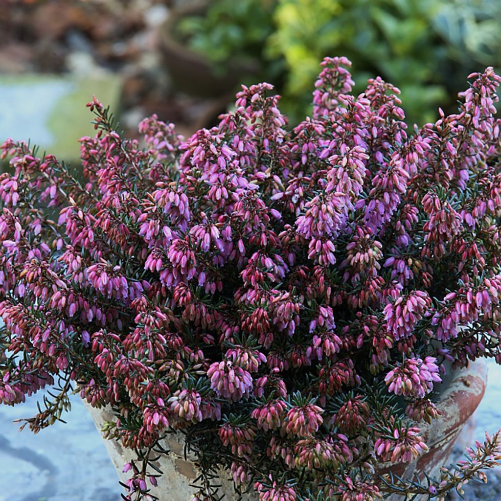 Schnee-Heide Wintersonne - Erica carnea