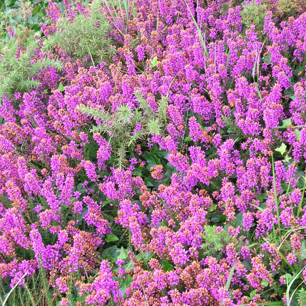 Graue Glocken-Heide C.G Best - Erica cinerea