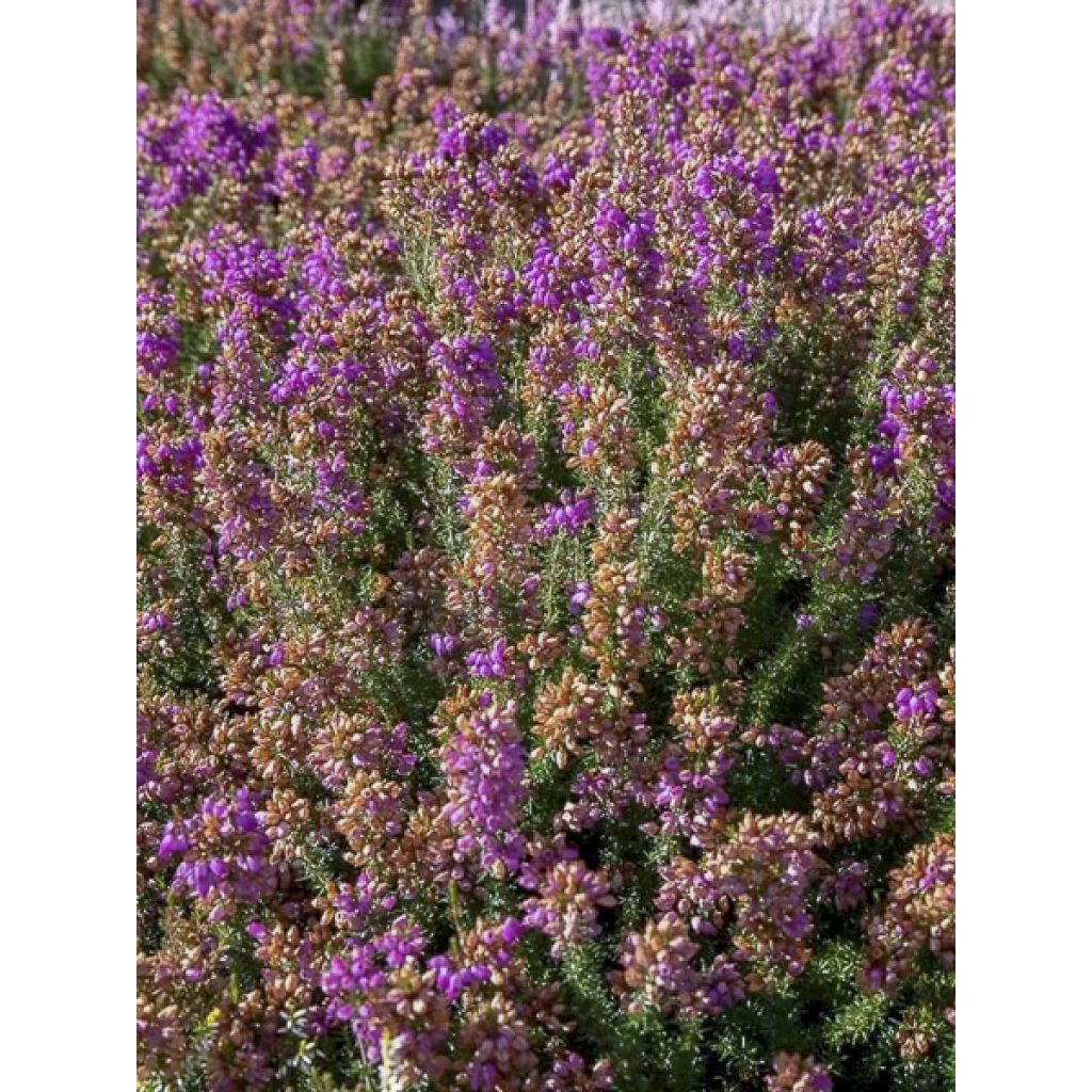 Graue Glocken-Heide Pallas - Erica cinerea