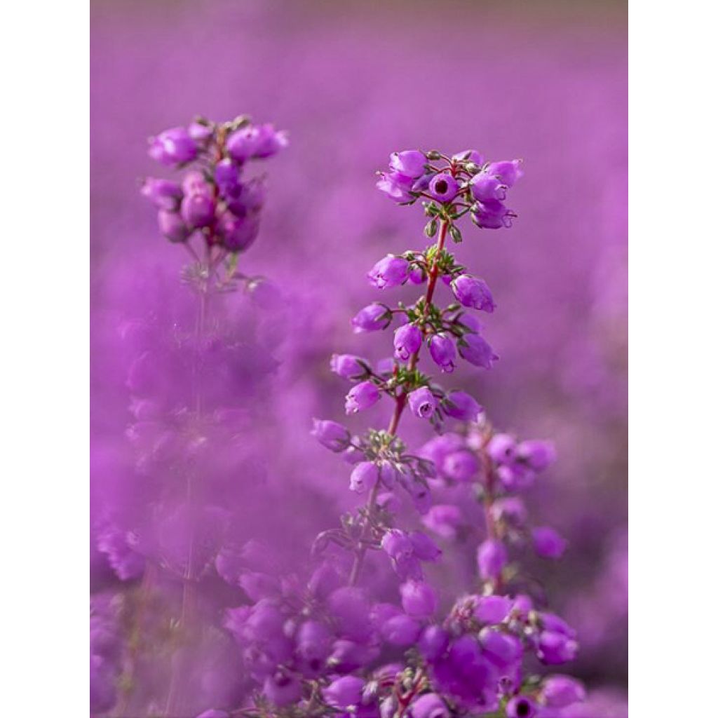 Graue Glocken-Heide Pallas - Erica cinerea