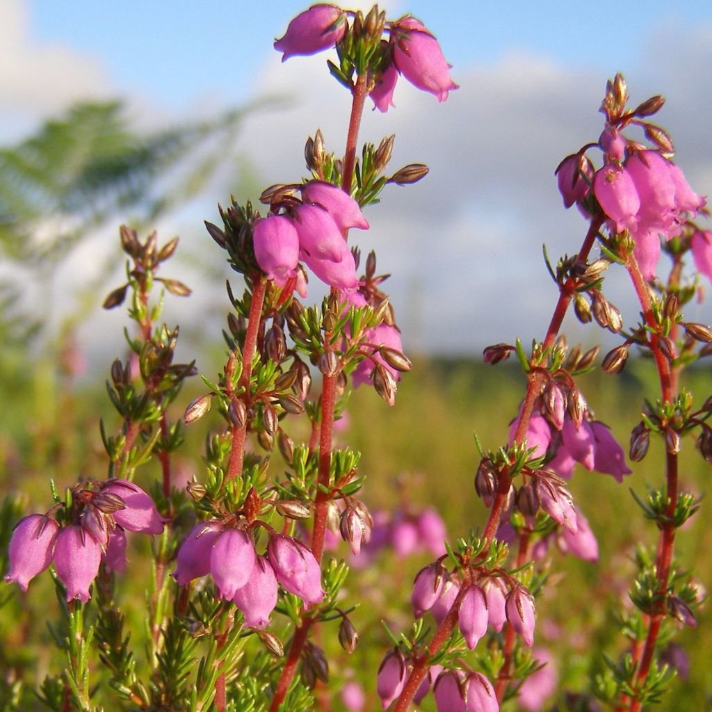 Graue Glocken-Heide Rosa Bella - Erica cinerea