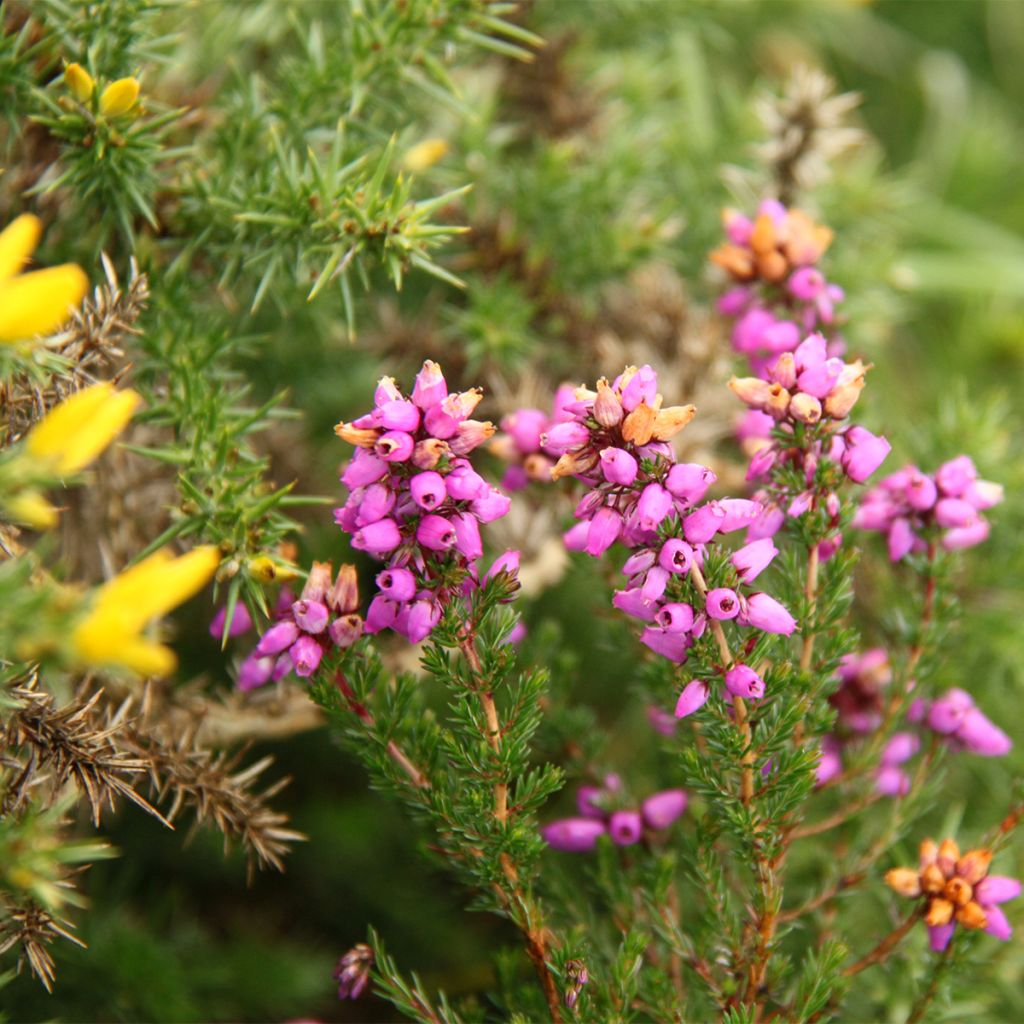 Graue Glocken-Heide - Erica cinerea