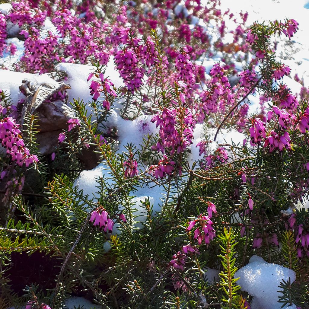 Bruyère cendrée - Erica cinerea