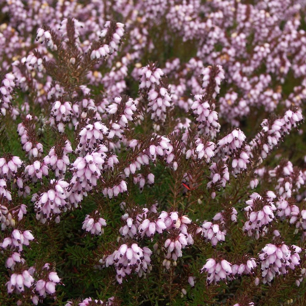 Winterblühende Heide Aurélie Bregeon - Erica darleyensis