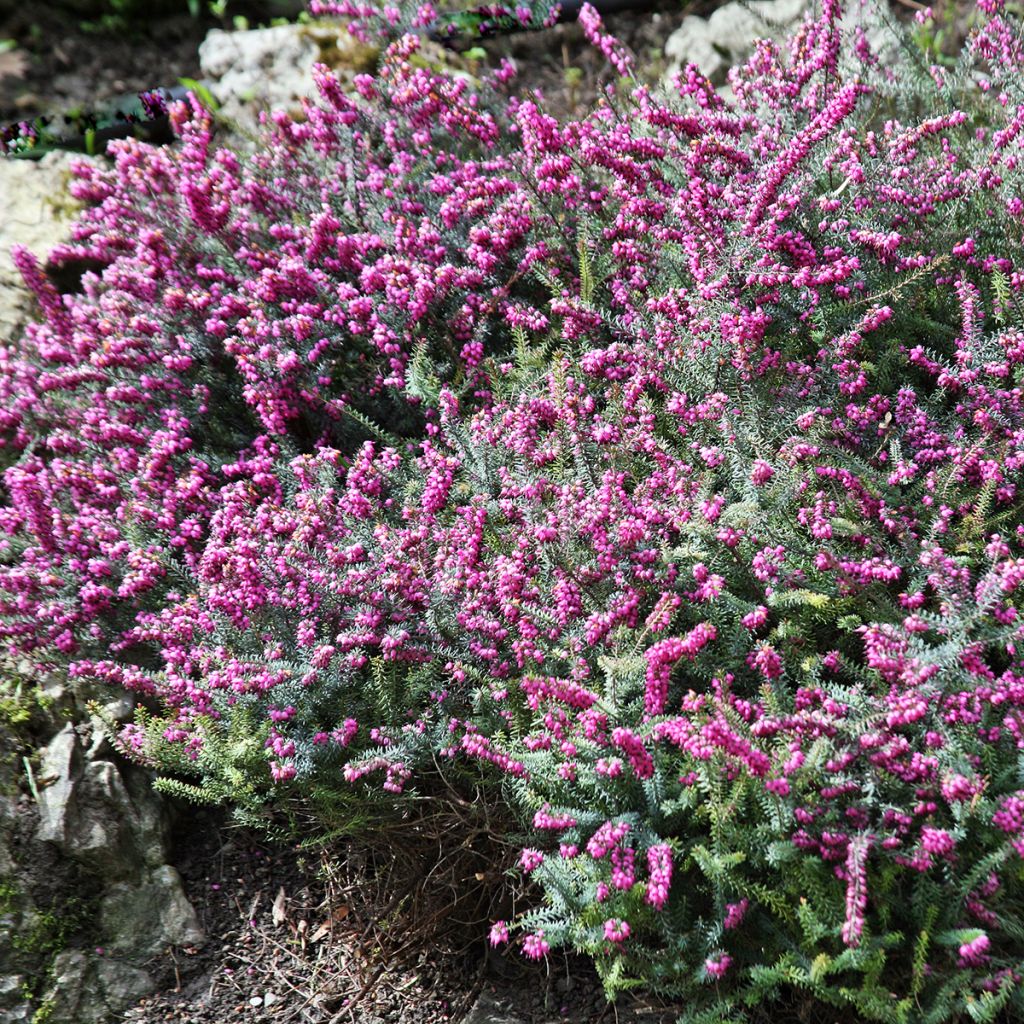 Winterblühende Heide Darley Dale - Erica darleyensis