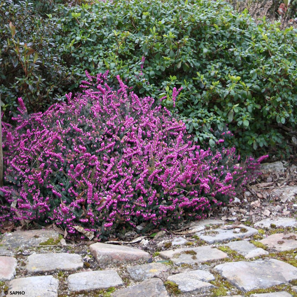 Erica x darleyensis Eva Gold - Bruyère d'hiver