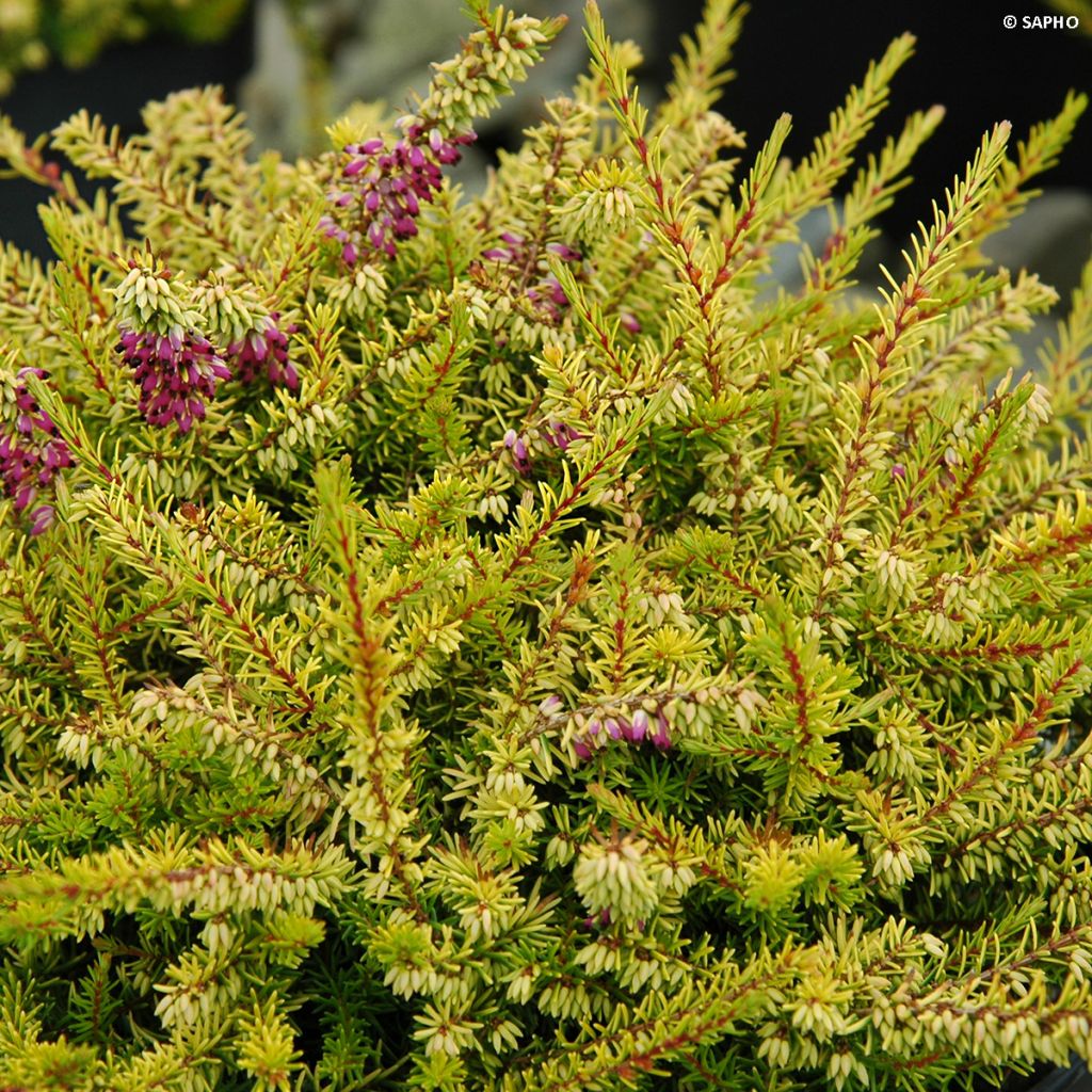 Winterblühende Heide Eva Gold - Erica darleyensis