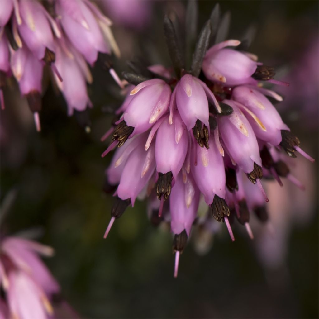 Winterblühende Heide Furzey - Erica darleyensis