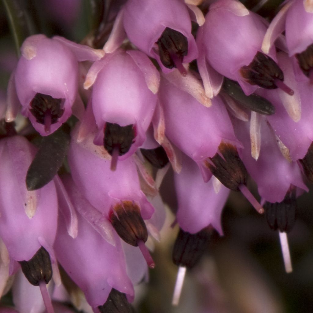 Erica darleyensis Furzey - Bruyère de Darley rose