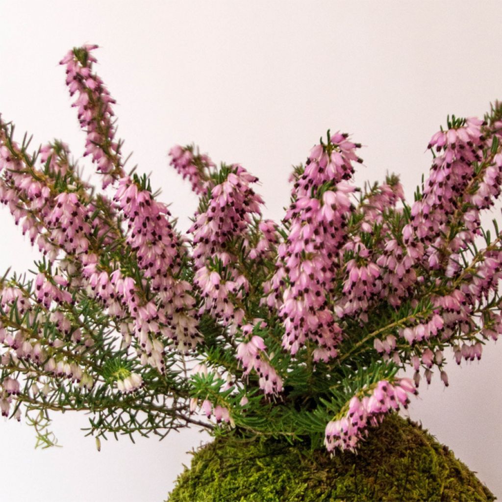 Winterblühende Heide Furzey - Erica darleyensis