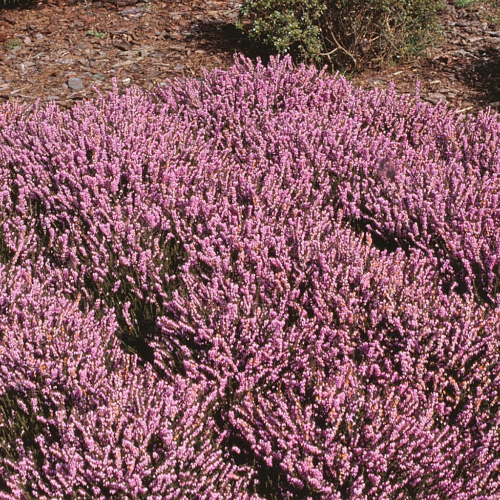 Winterblühende Heide J.W. Porter - Erica darleyensis