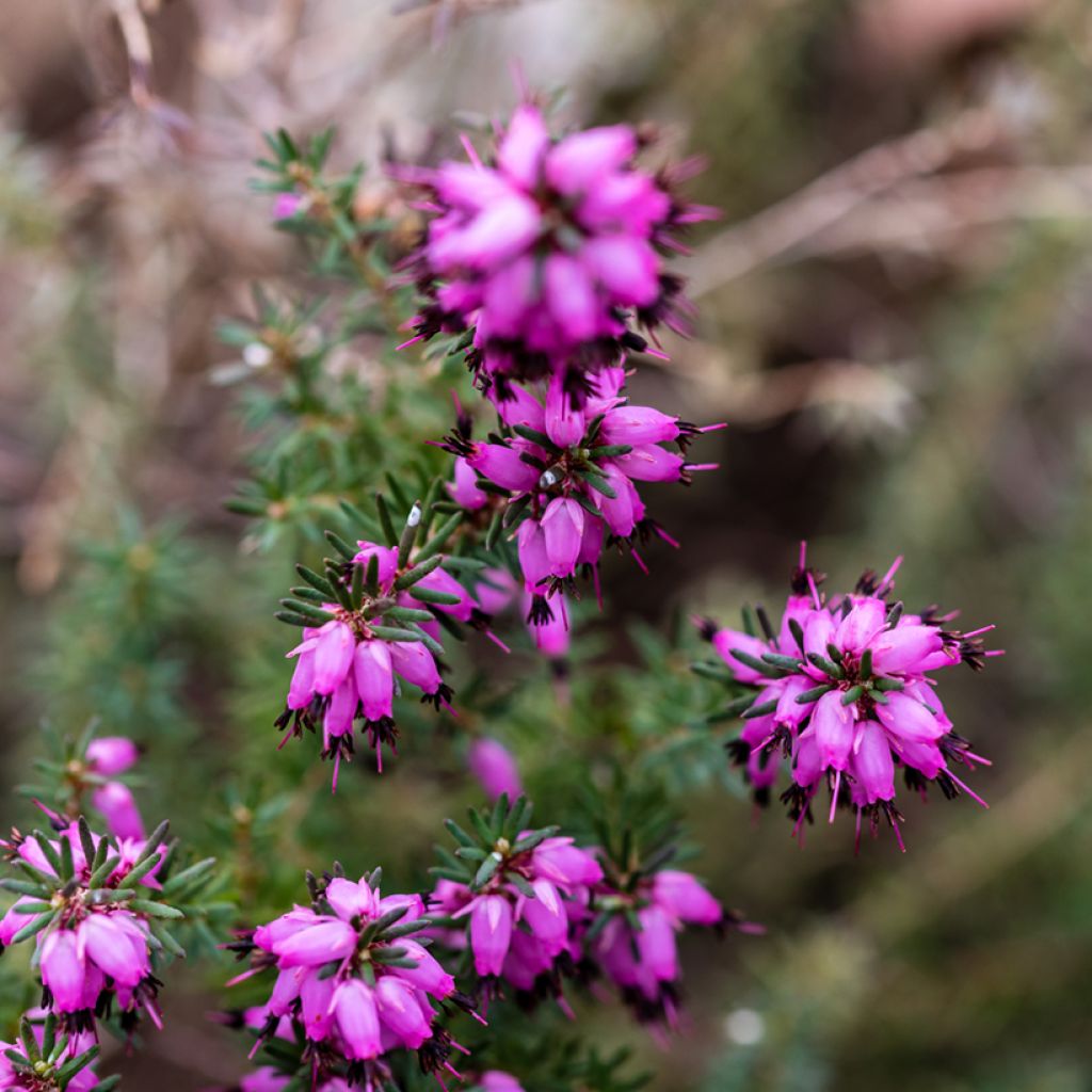 Winterblühende Heide J.W. Porter - Erica darleyensis