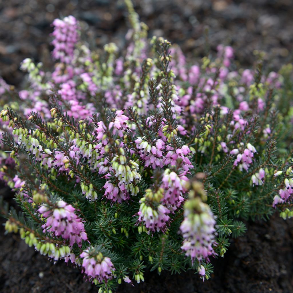 Winterblühende Heide Lea - Erica darleyensis