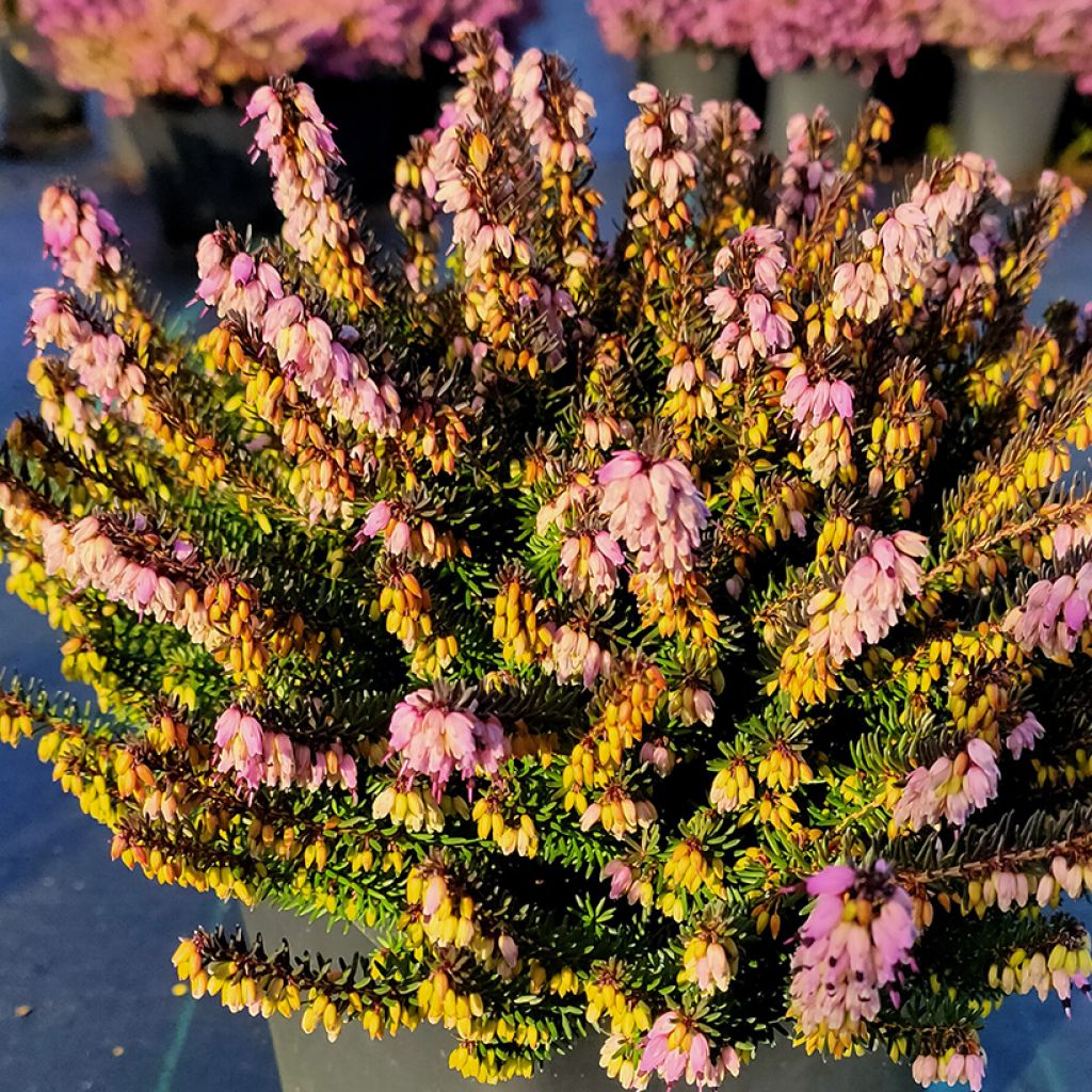 Winterblühende Heide Lea - Erica darleyensis