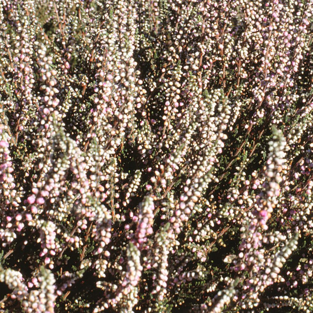 Winterblühende Heide White Glow - Erica darleyensis