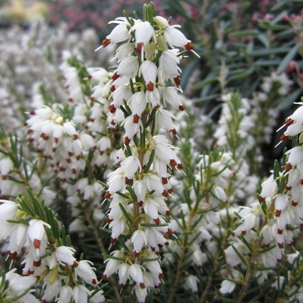 Winterblühende Heide White Perfection - Erica darleyensis