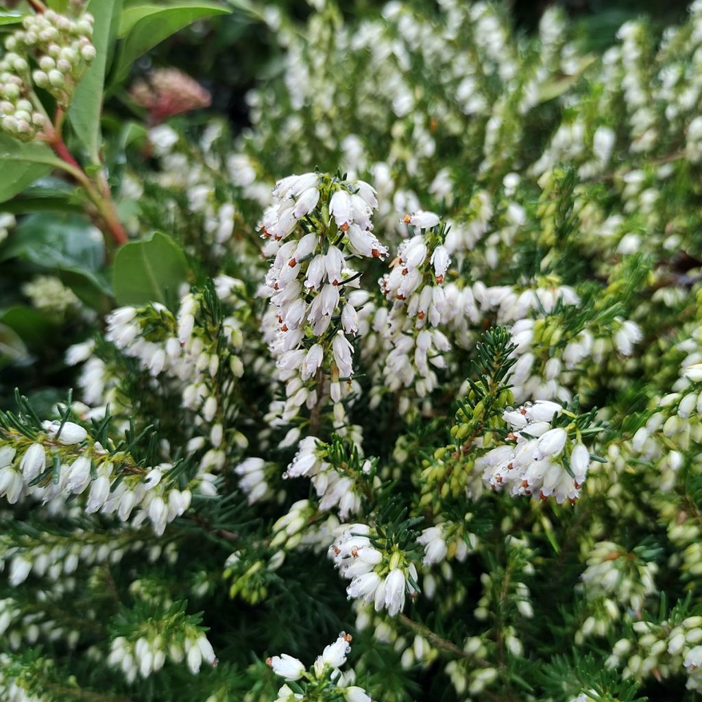 Winterblühende Heide White Perfection - Erica darleyensis