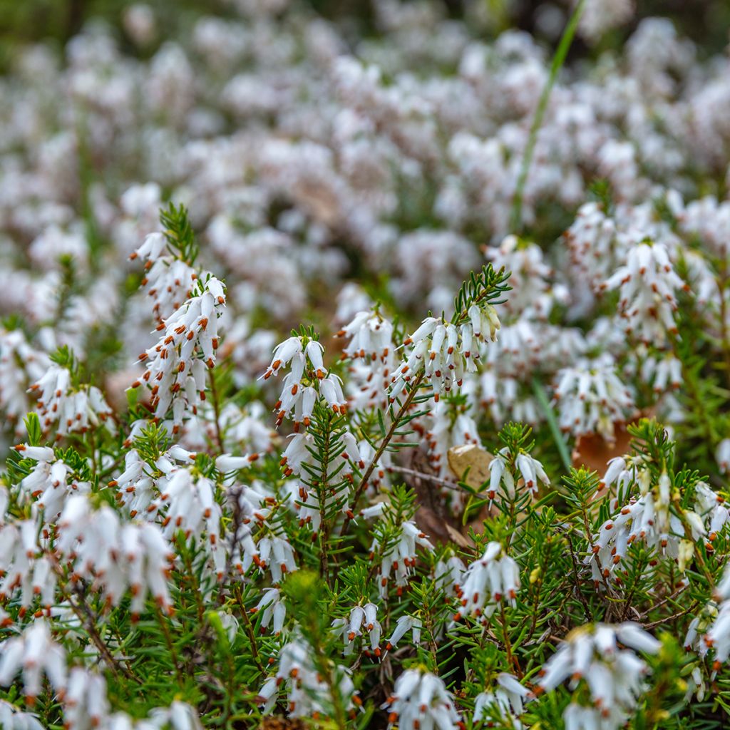 Winterblühende Heide White Perfection - Erica darleyensis