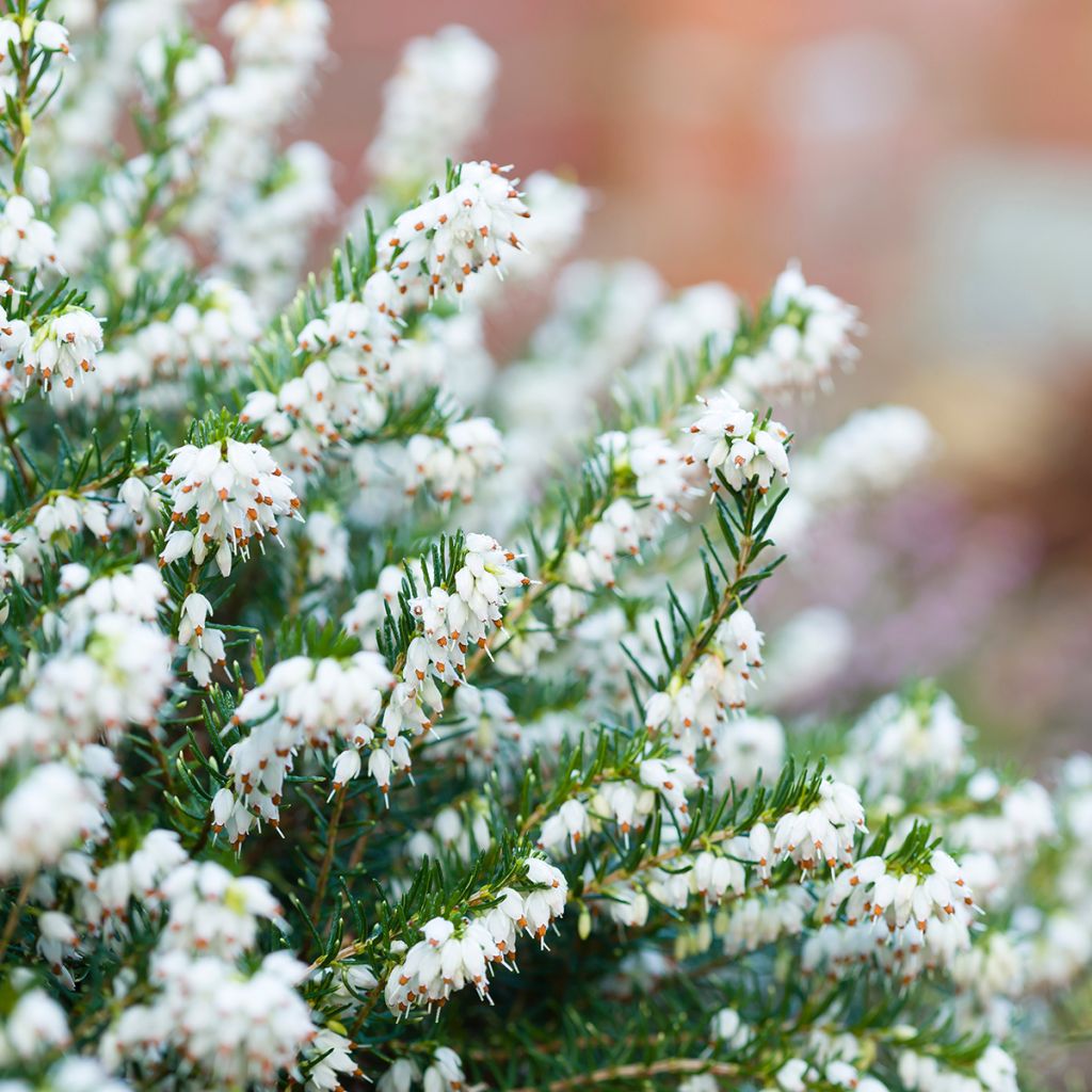 Winterblühende Heide White Perfection - Erica darleyensis