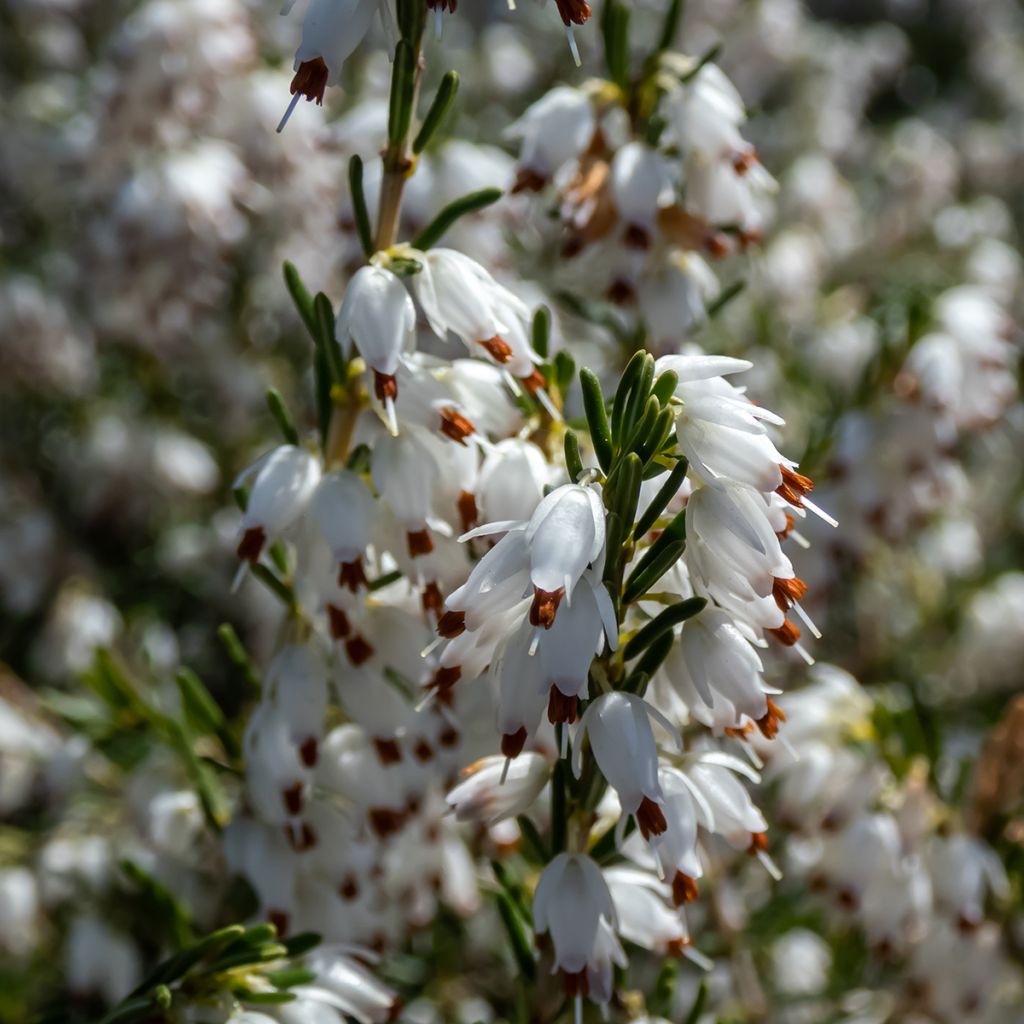 Winterblühende Heide White Perfection - Erica darleyensis