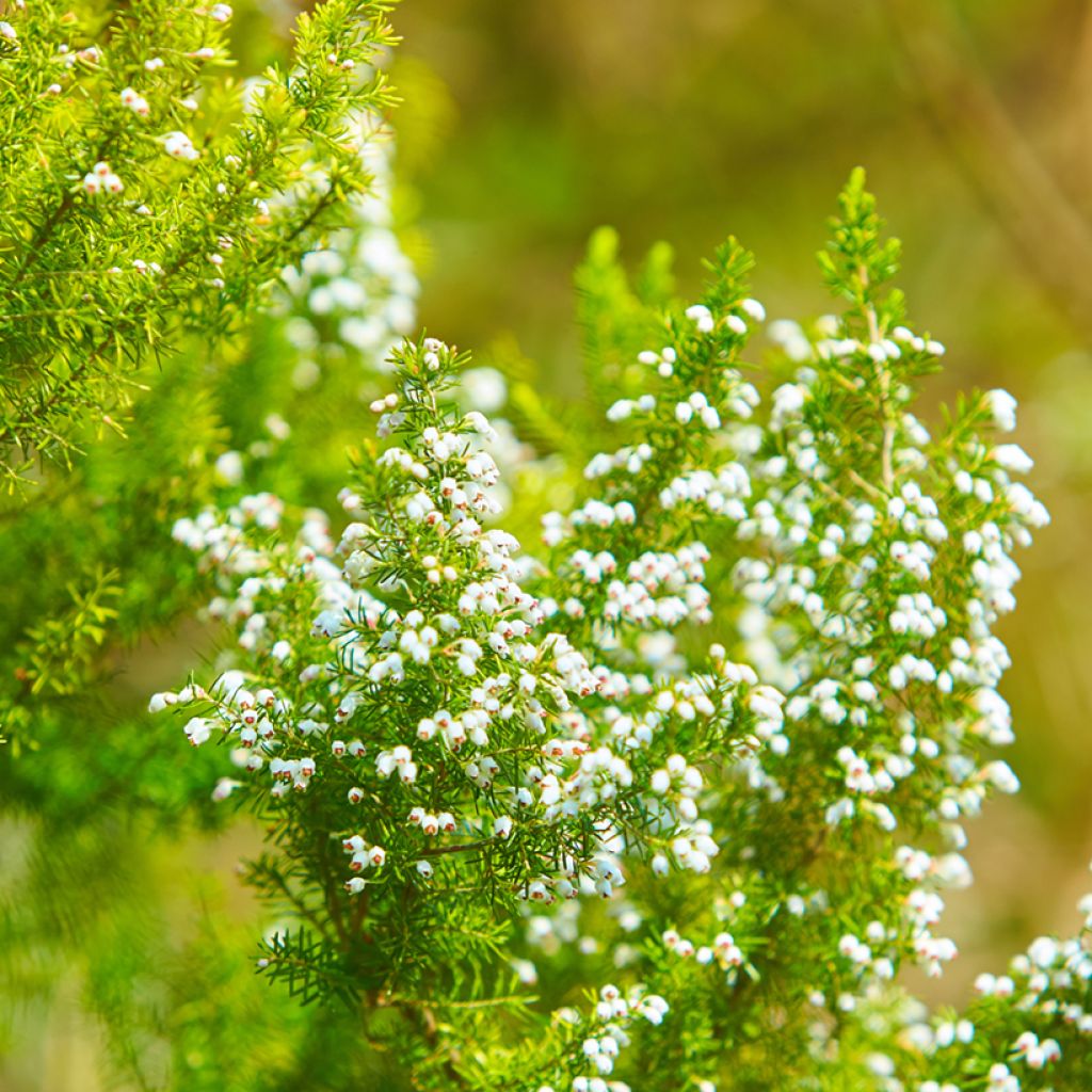 Winterblühende Heide White Perfection - Erica darleyensis