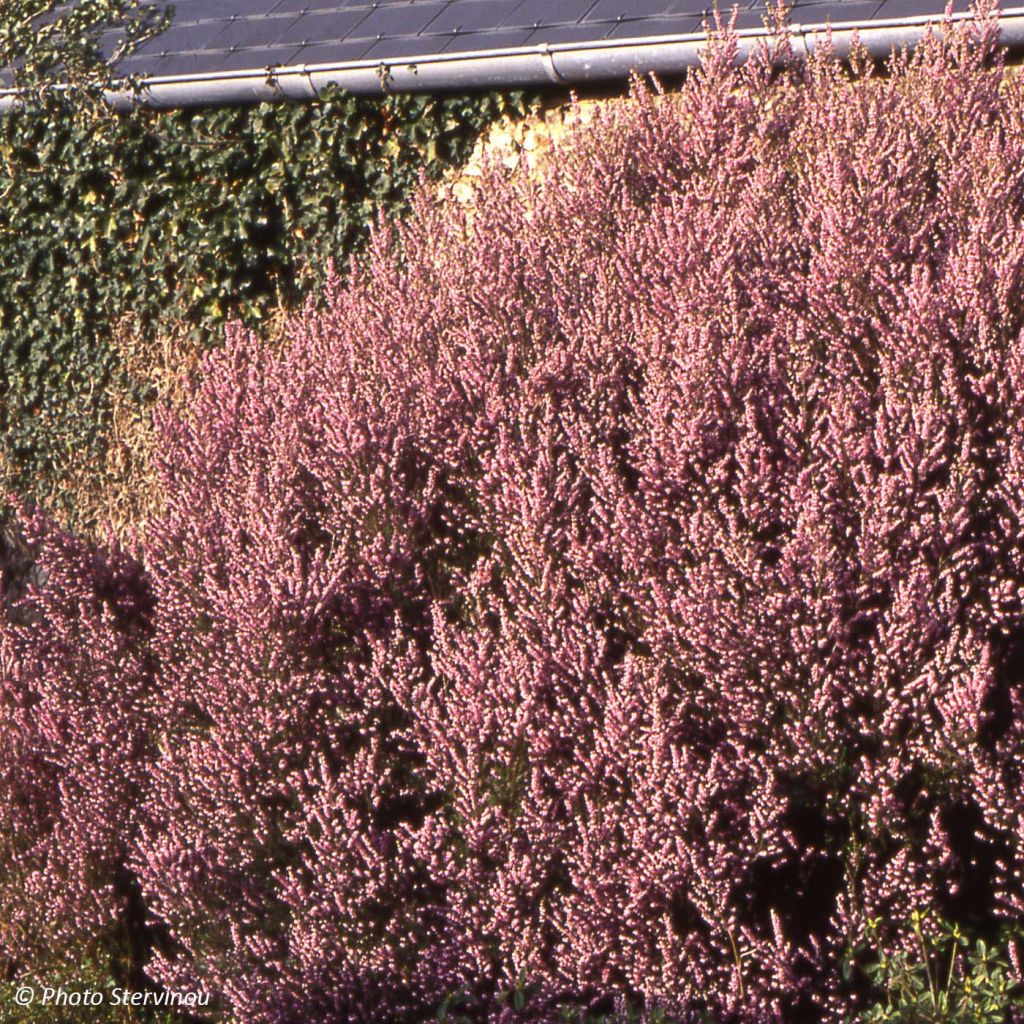 Erica mediterranea - Heide