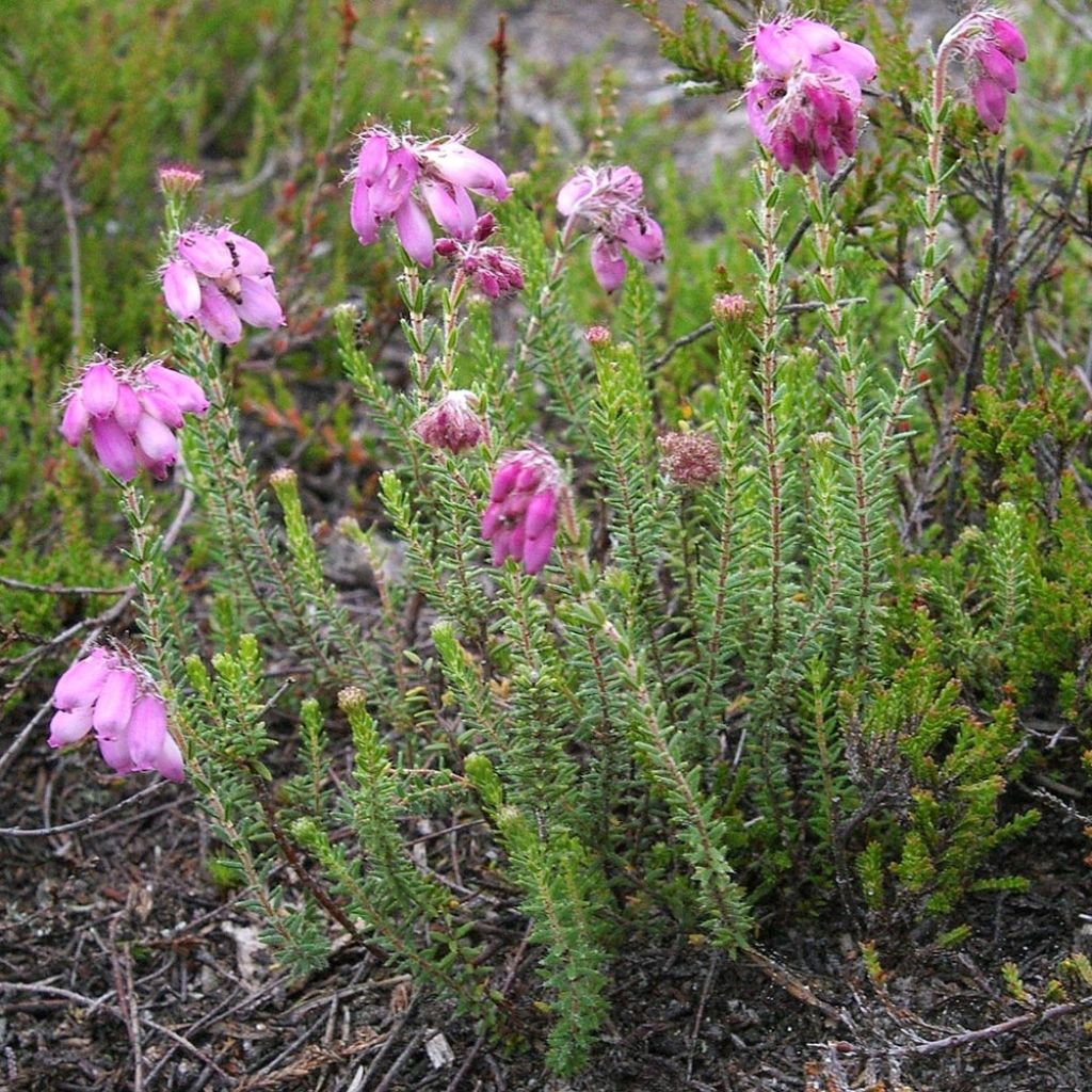 Bruyère des marais - Erica tetralix