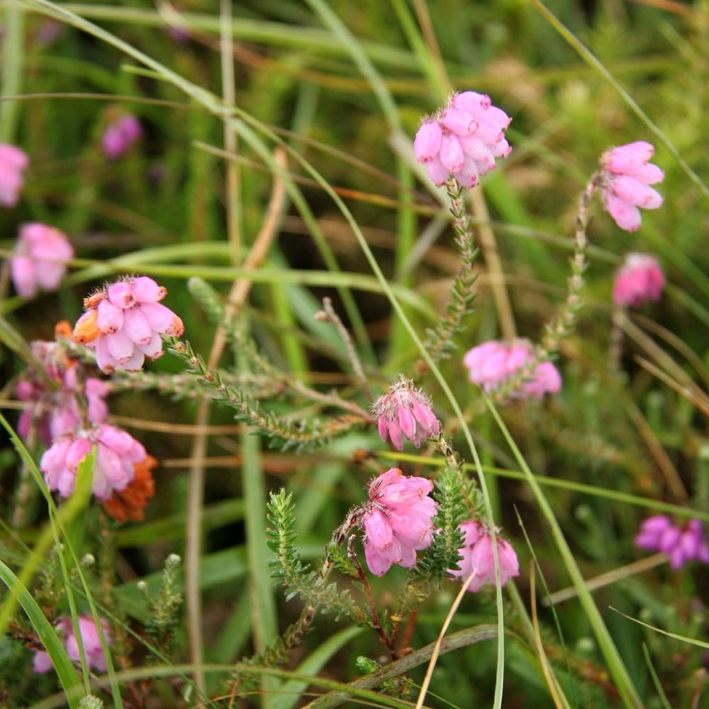 Bruyère des marais - Erica tetralix