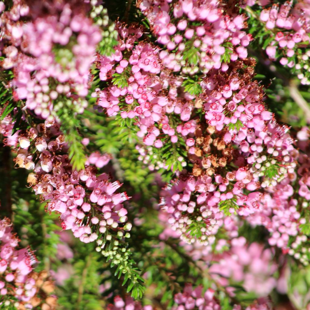 Cornwall-Heide Diana Hornibrook - Erica vagans