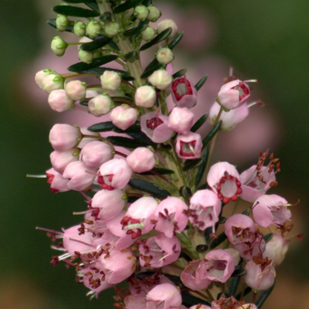 Cornwall-Heide Diana Hornibrook - Erica vagans