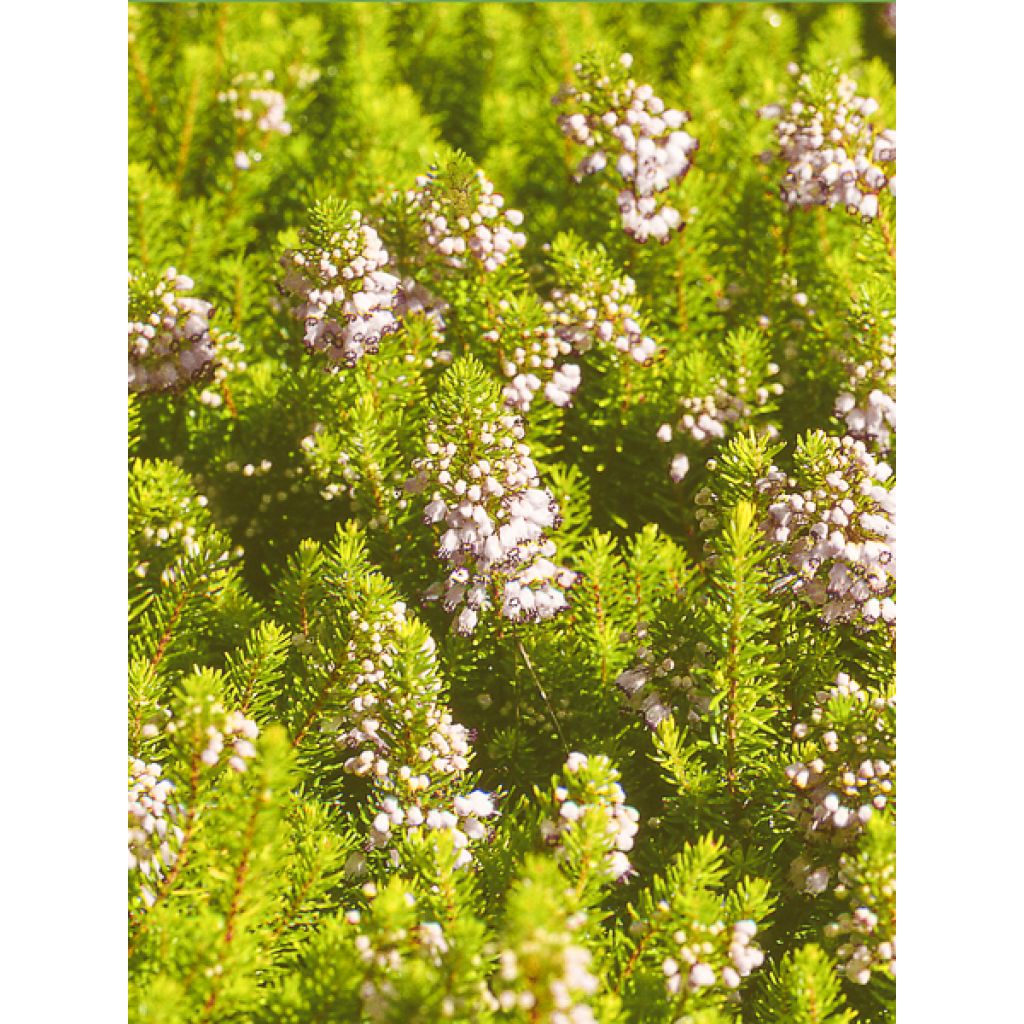 Cornwall-Heide Yellow John - Erica vagans