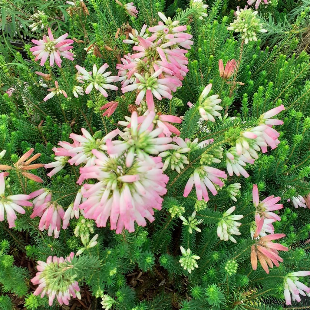 Heidekraut - Erica verticillata