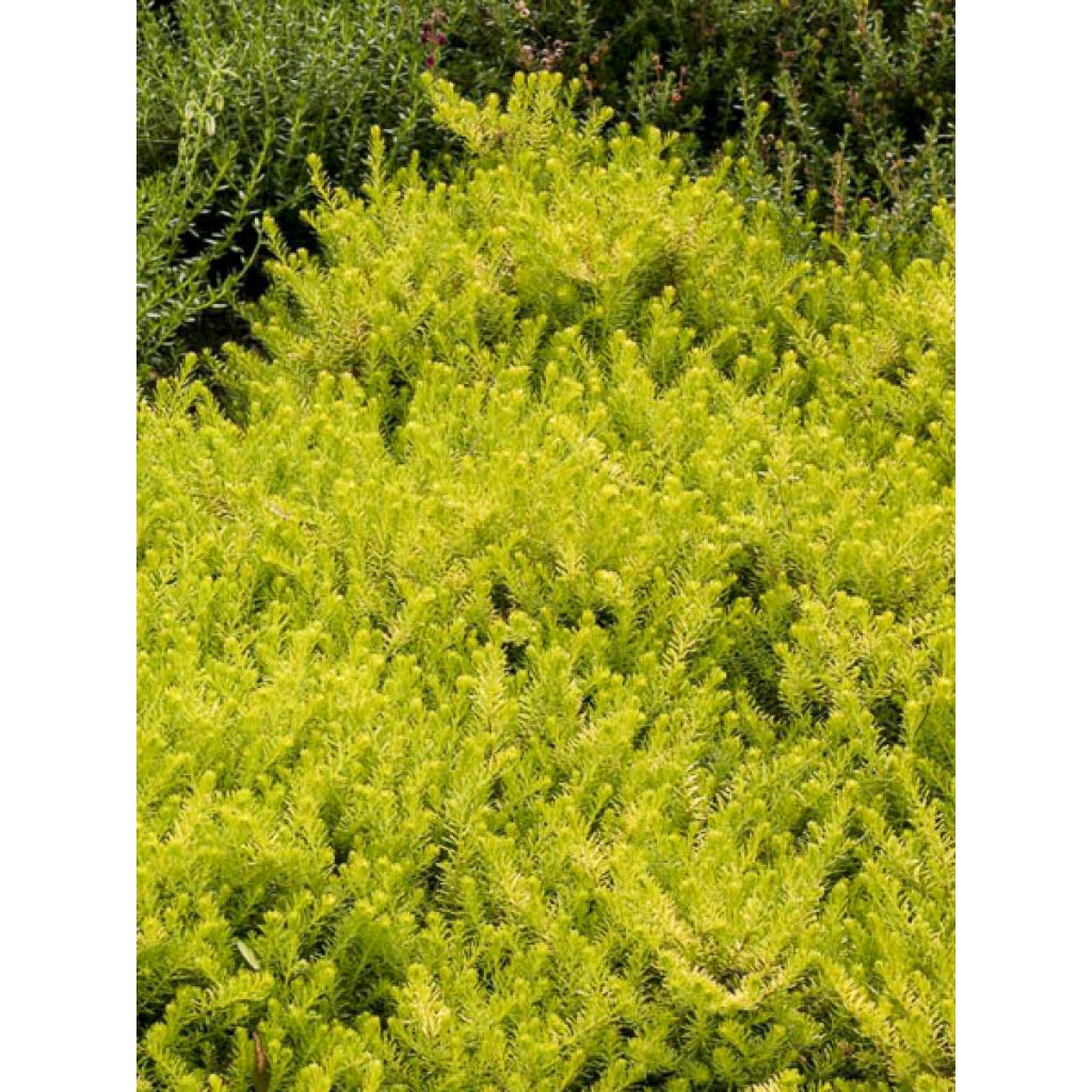 Winterblühende Heide Golden Perfect - Erica darleyensis