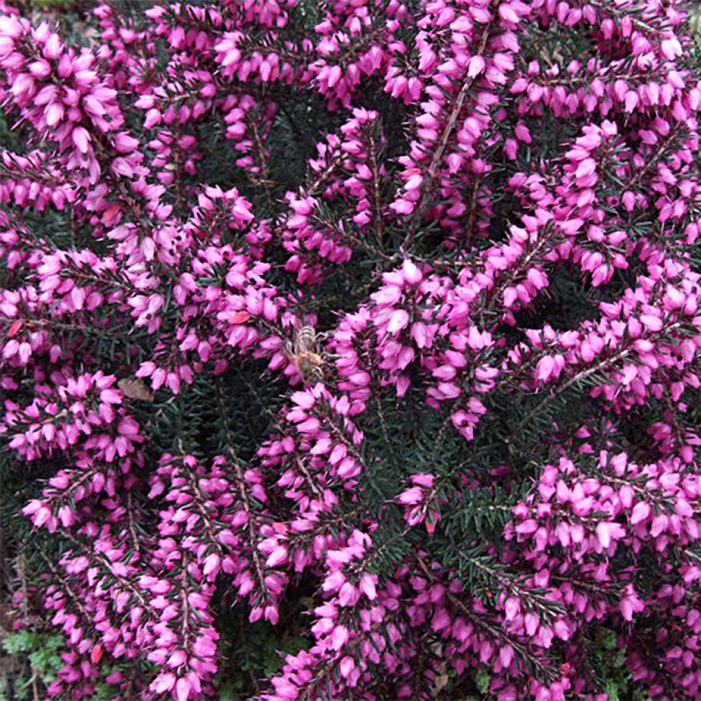 Winterblühende Heide Kramer's Rote - Erica darleyensis