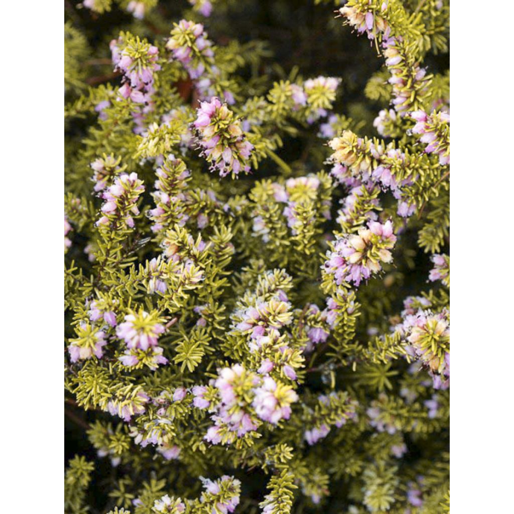 Winterblühende Heide Stieneke - Erica darleyensis