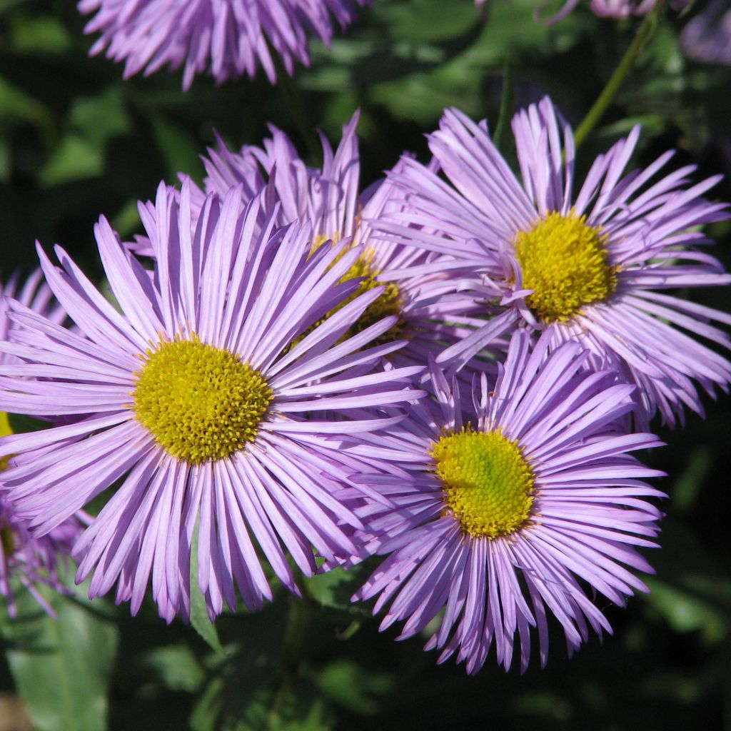 Prächtiges Berufkraut Azure Beauty - Erigeron speciosus