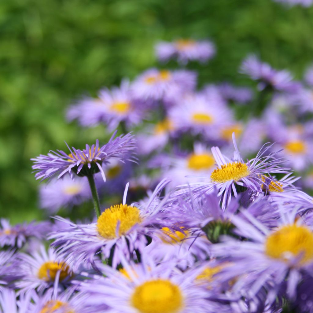 Prächtiges Berufkraut Azure Beauty - Erigeron speciosus