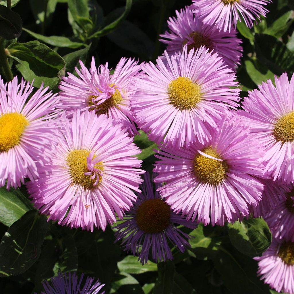 Prächtiges Berufkraut Rosa Jewel - Erigeron speciosus